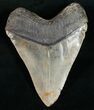Massive Megalodon Tooth - South Carolina #10792-2